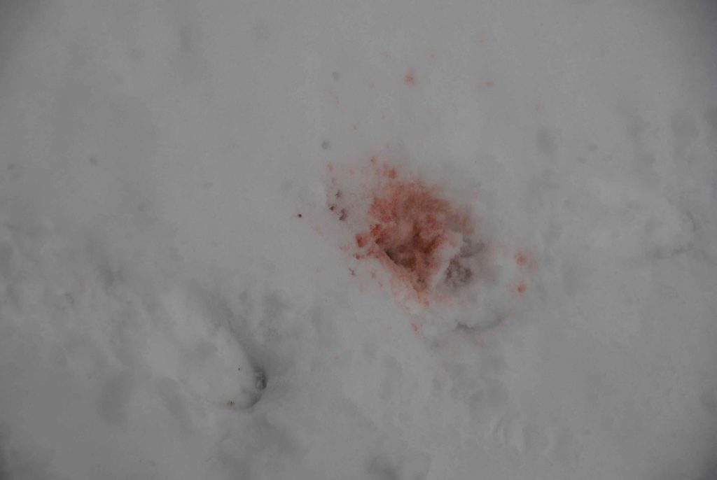 staining-the-snow-scaled