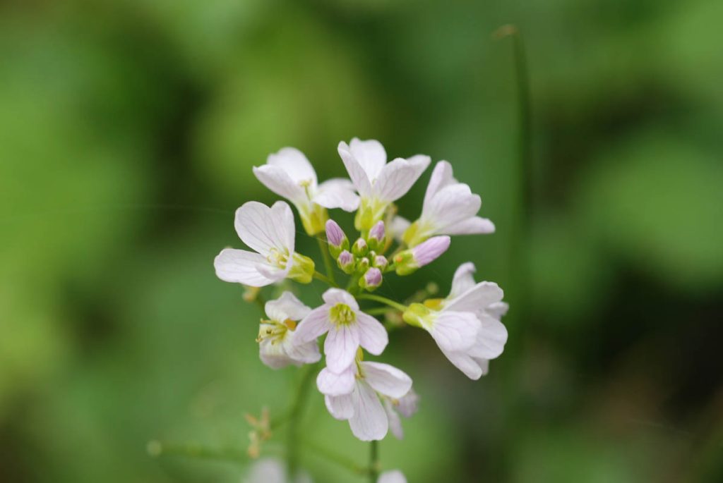 wildfood-05